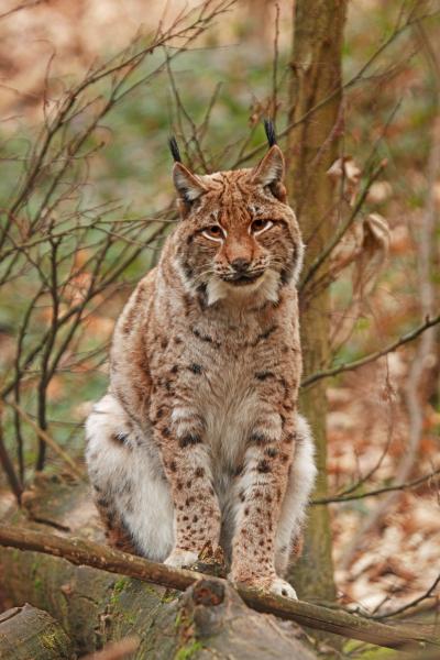 Euroazijski ris (Lynx lynx) | MINGOR